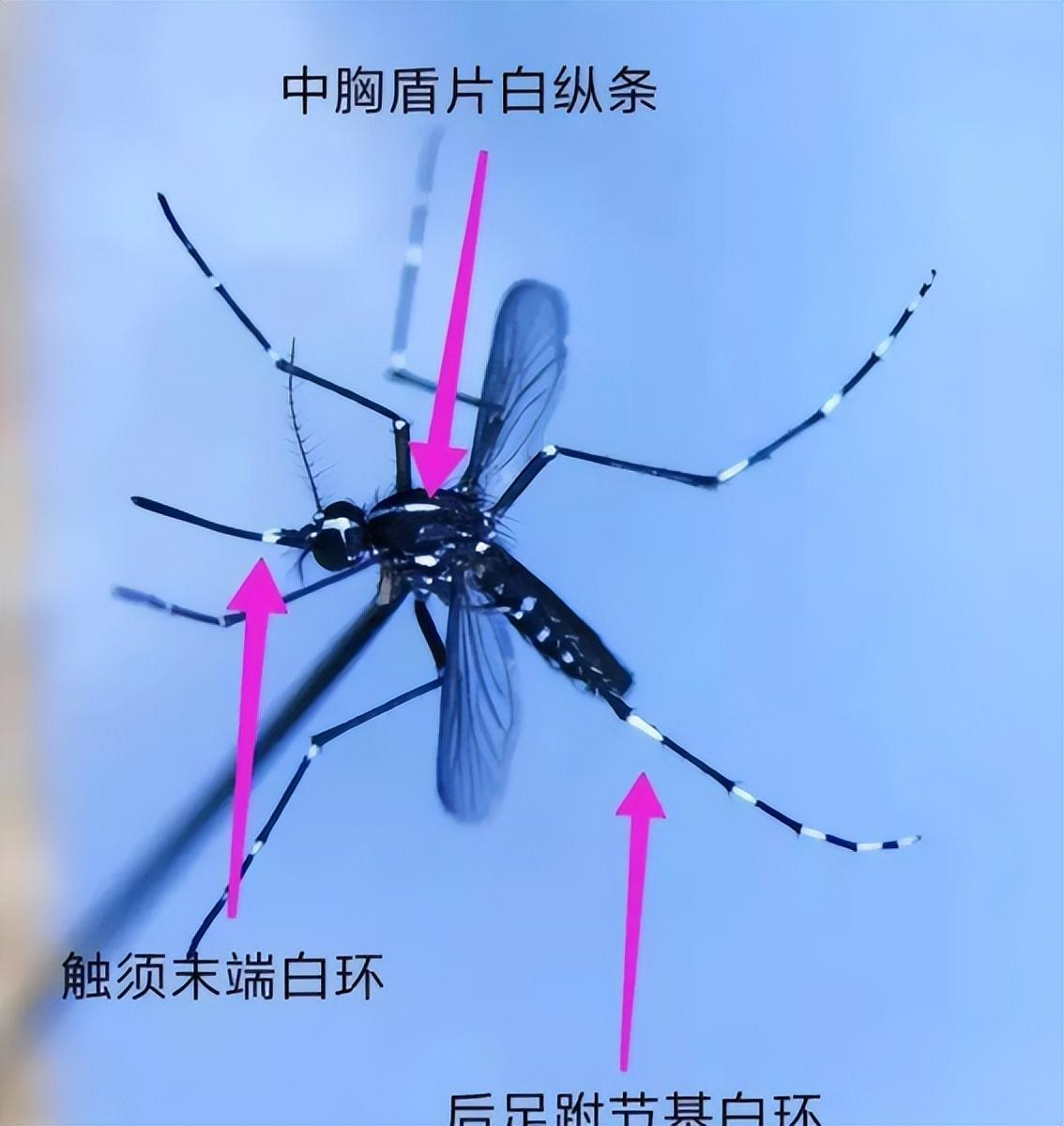 蚊子灭绝的国家_国家为什么不消灭蚊子_蚊子彻底消灭