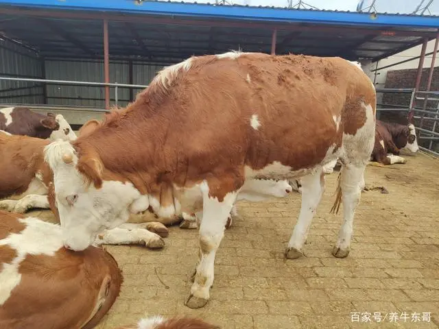 杀苍蝇药水_苍蝇药都可以杀什么虫子_杀苍蝇用什么药最有效