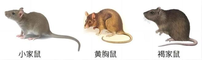 家庭灭鼠最简单方法_简单家庭灭鼠方法有哪些_简单家庭灭鼠方法图片