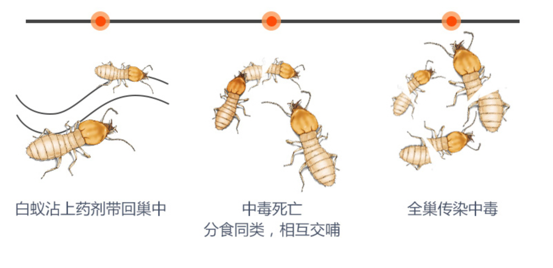 蟑螂灭虫药_灭蟑螂用药_灭蟑螂药哪种最有效
