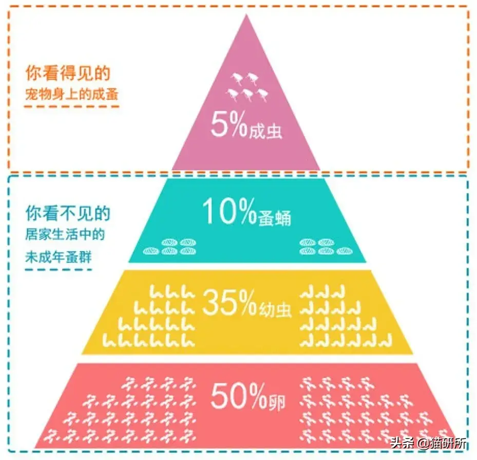 灭跳蚤特效药_用什么灭跳蚤最有效_灭跳蚤专用药