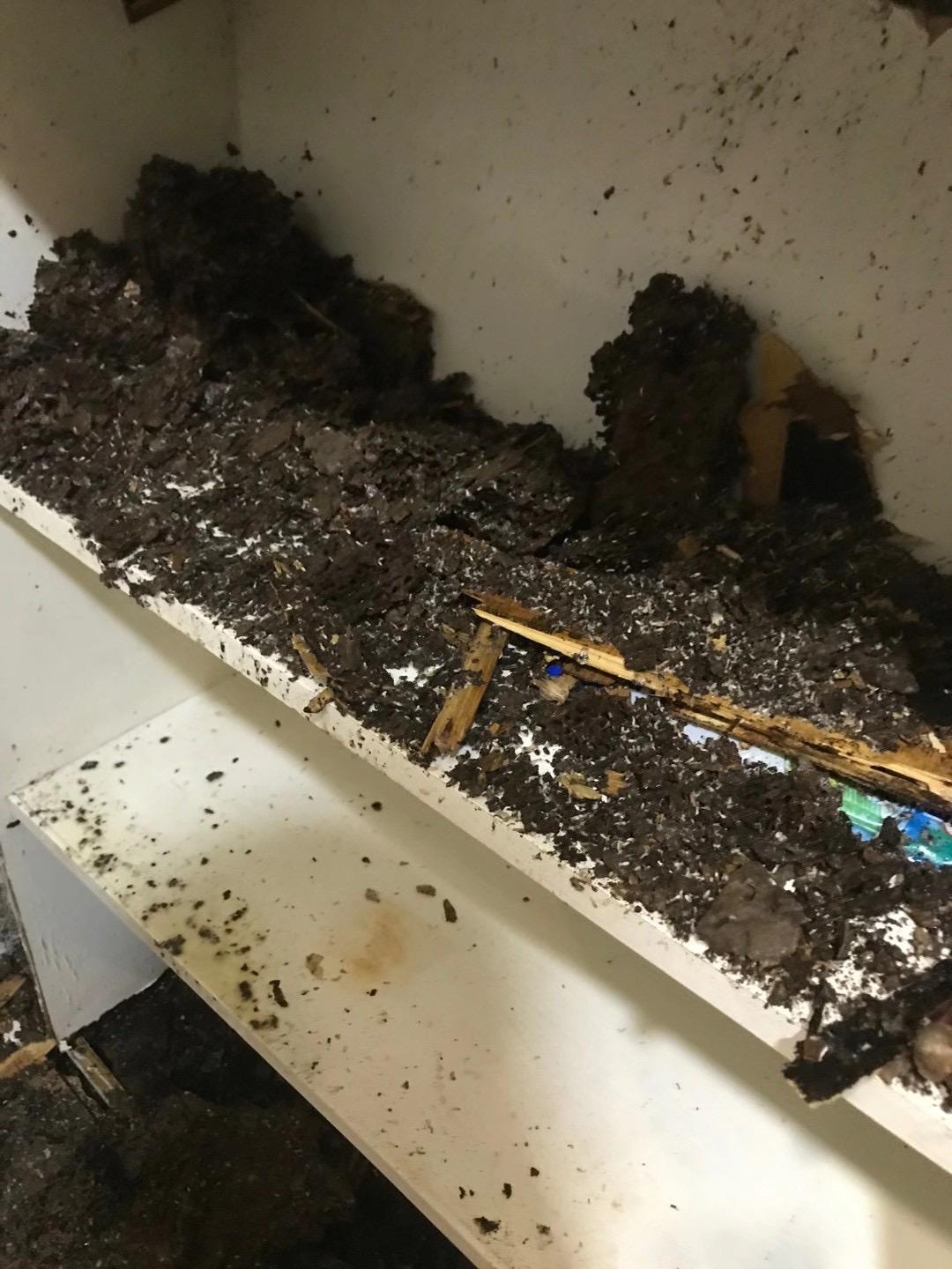 灭白蚁后多久可住人_白蚁灭完后怎么处理_白蚁灭绝会怎么样