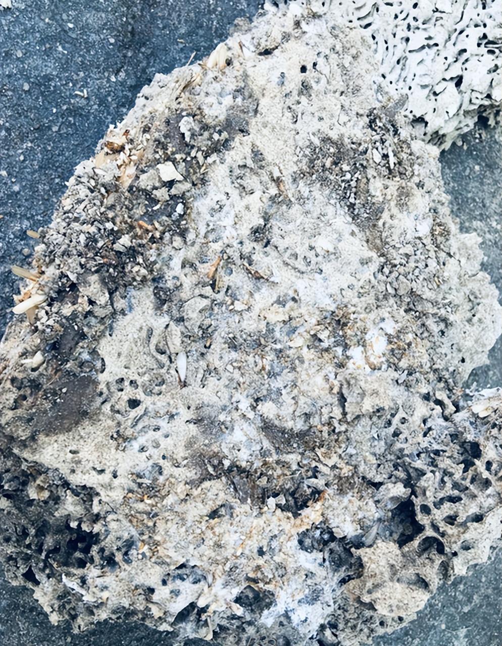 白蚁灭完后怎么处理_白蚁灭绝会怎么样_灭白蚁后多久可住人