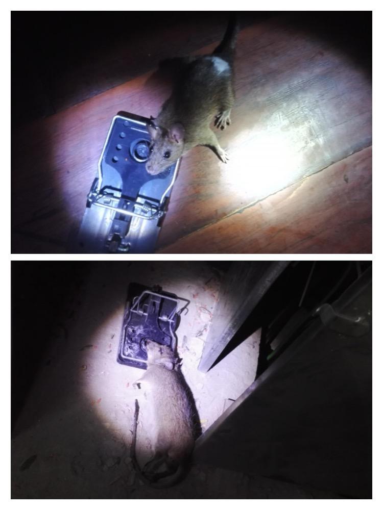 家庭灭鼠最简单方法_实用的家庭灭鼠奇招_家庭灭鼠的方法