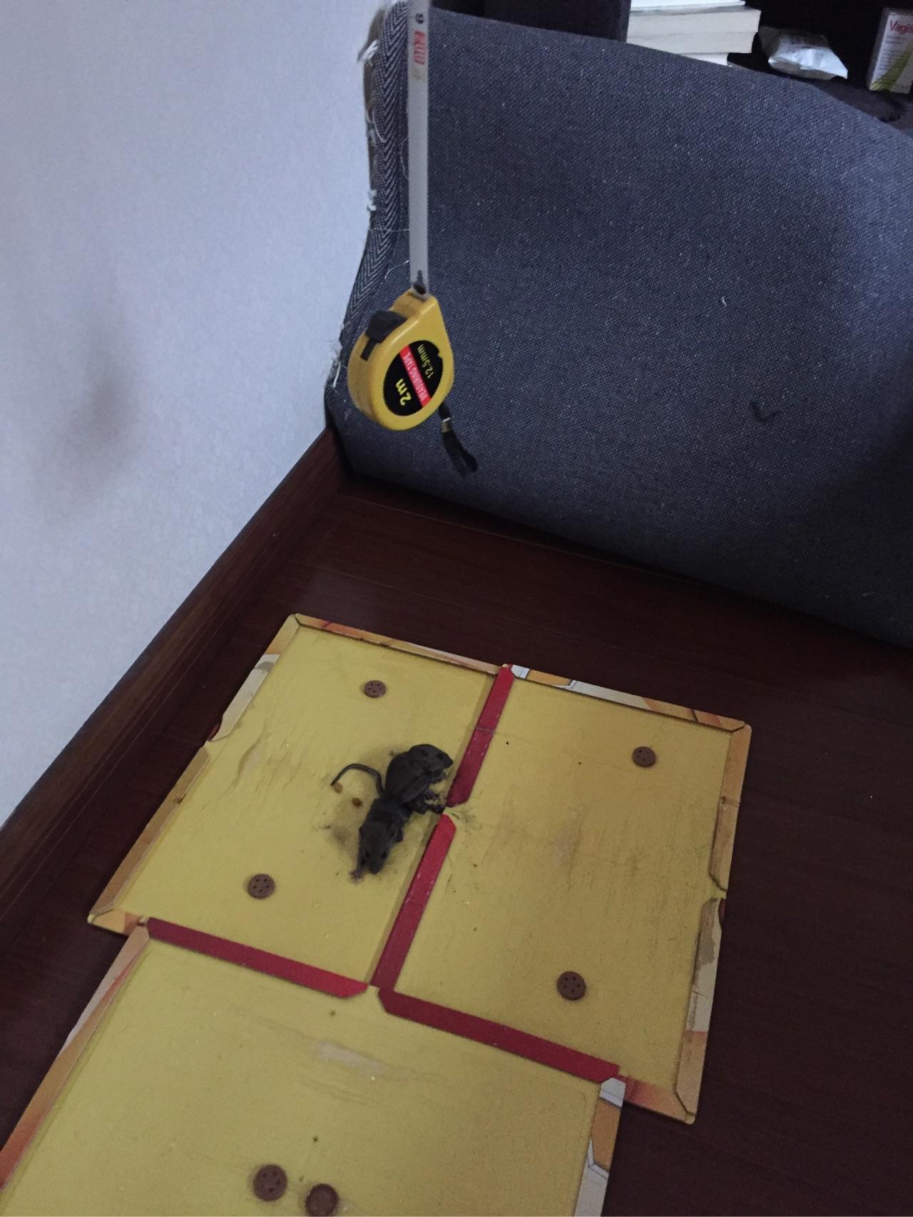家庭灭鼠最简单方法_家庭灭鼠的方法_实用的家庭灭鼠奇招