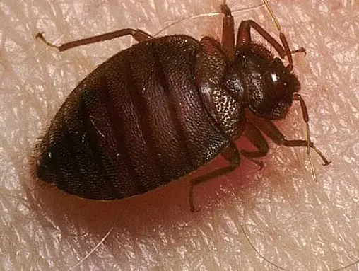 灭臭虫硅藻土怎么处理_硅藻土灭臭虫_灭臭虫硅藻土有用吗