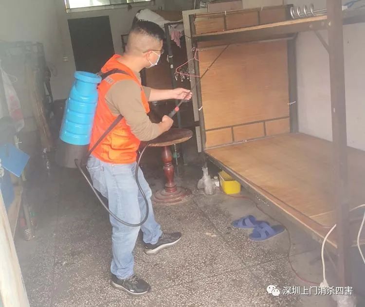 专业上门灭臭虫_灭臭虫上门服务_上门杀臭虫多少钱