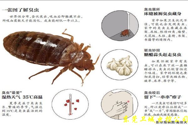 东莞大朗杀臭虫,正规大朗灭臭虫,工厂宿舍床板有吸血臭虫怎灭除呢