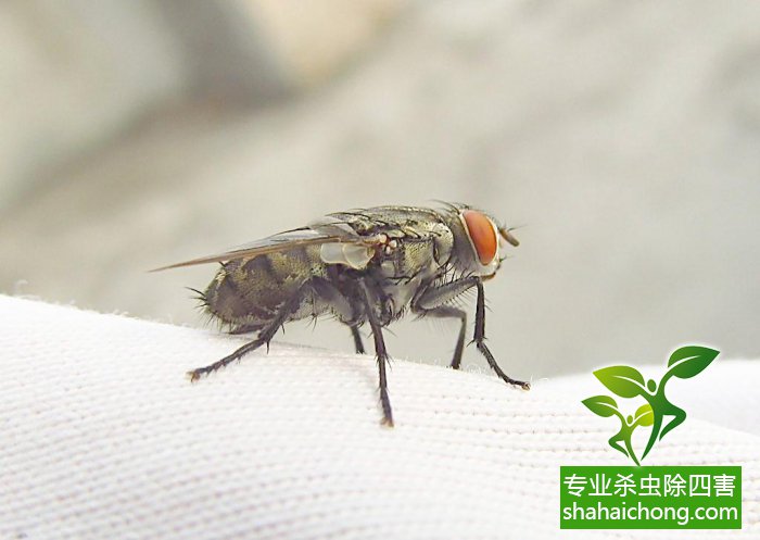 苍蝇灭室内有效方法有哪些_灭苍蝇最有效的方法室内_苍蝇咋灭