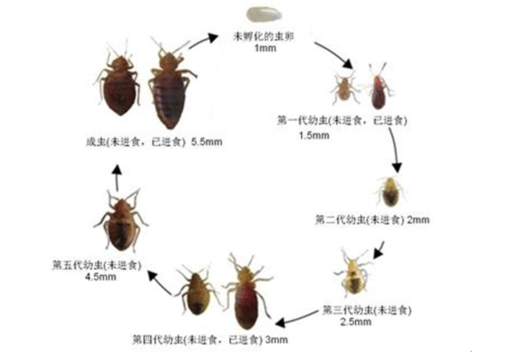 专杀臭虫的杀虫剂_灭臭虫专用药_灭臭虫的药