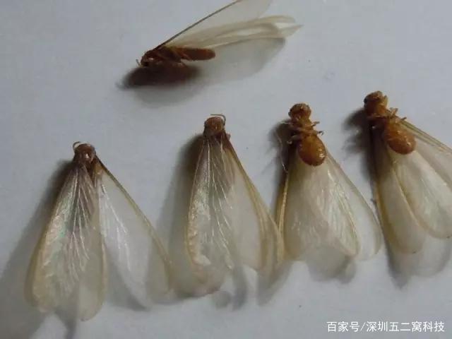 灭白蚁药成分_灭危害人体药白蚁有用吗_灭白蚁药对人体有危害吗