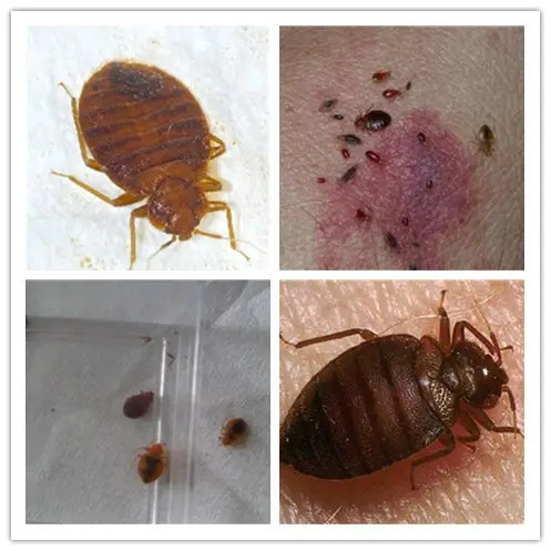 灭臭虫的最好方法_灭臭虫哪家最好_专业灭臭虫