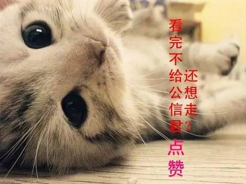 灭白蚁公司电话_灭白蚁公司排名_灭白蚁公司