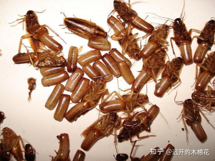 蟑螂消灭干净彻底方法是什么_蟑螂如何消灭干净_蟑螂怎么消灭最干净彻底的方法