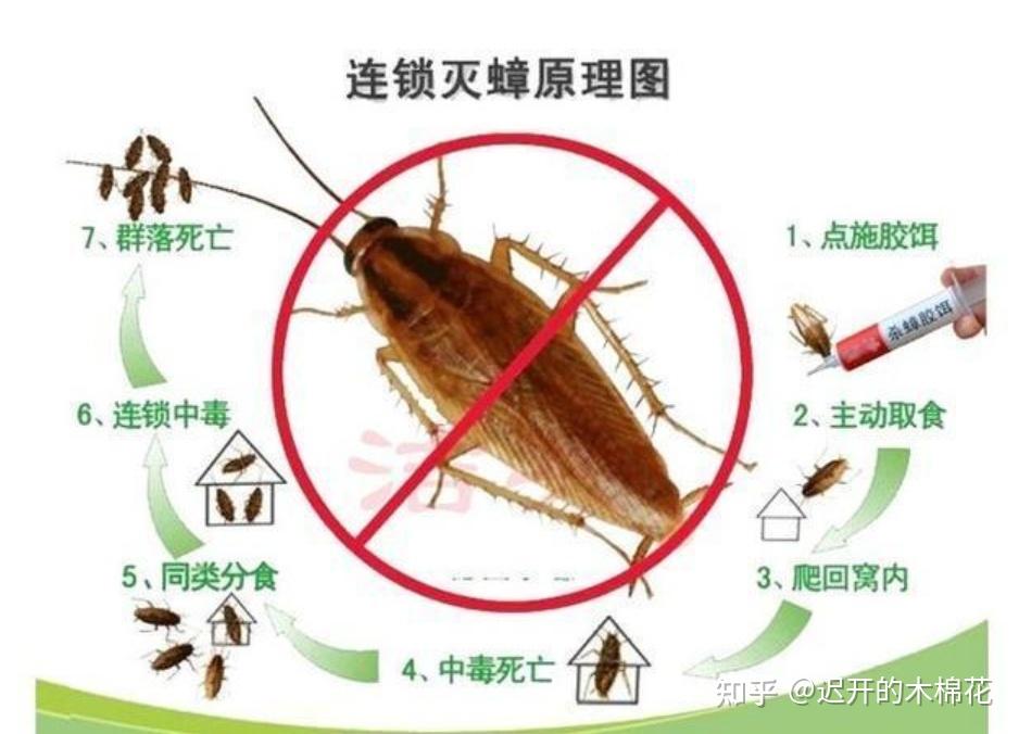 蟑螂消灭干净彻底方法是什么_蟑螂如何消灭干净_蟑螂怎么消灭最干净彻底的方法