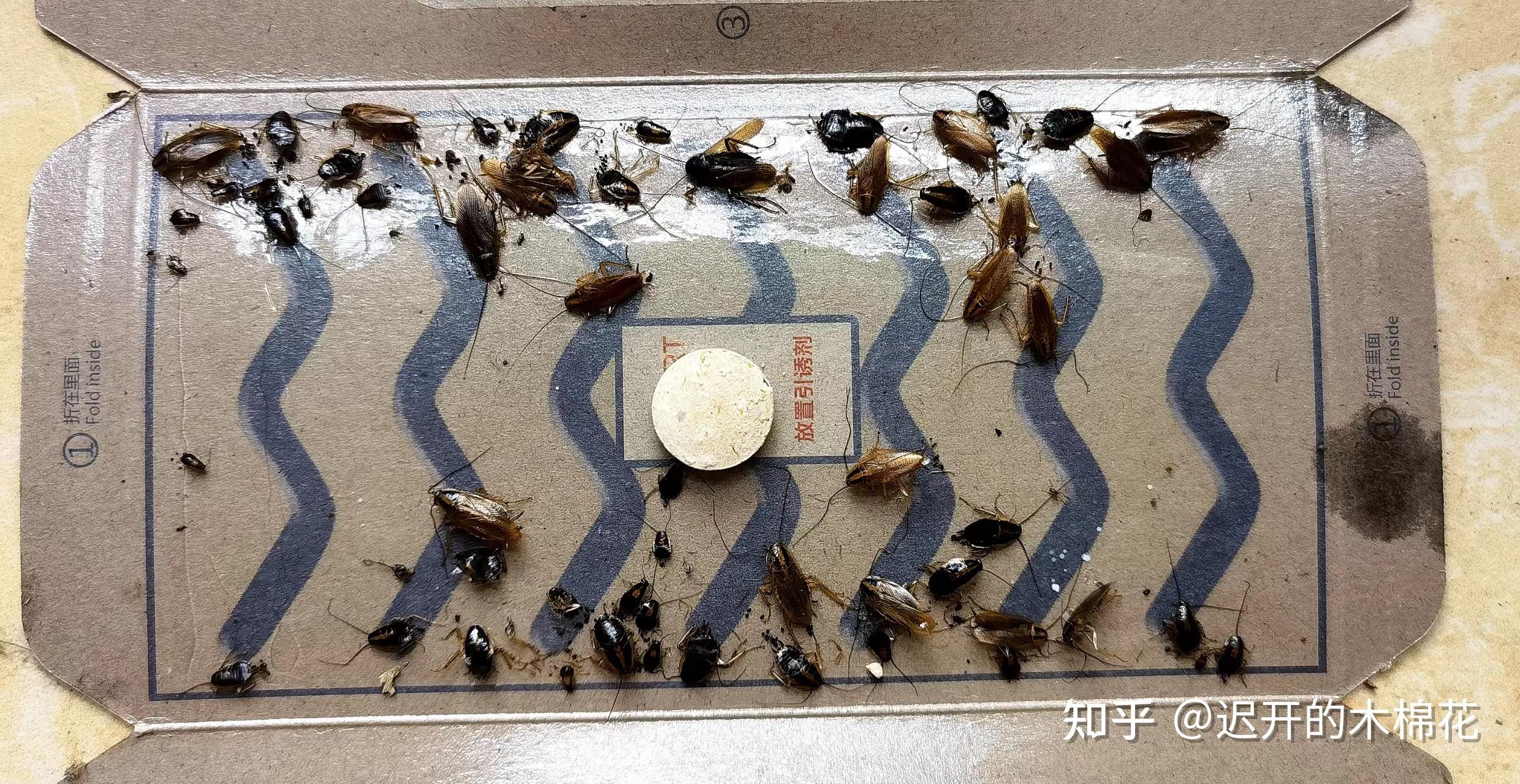 蟑螂消灭干净彻底方法是什么_蟑螂怎么消灭最干净彻底的方法_蟑螂如何消灭干净