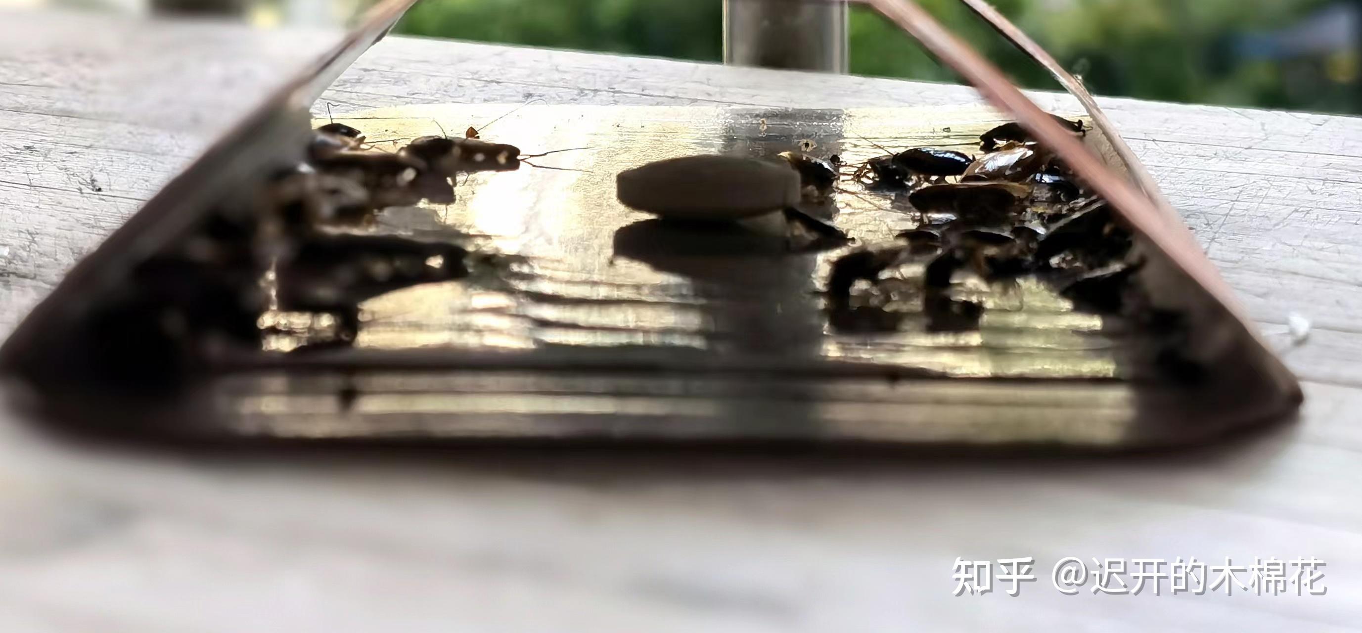 蟑螂怎么消灭最干净彻底的方法_蟑螂消灭干净彻底方法是什么_蟑螂如何消灭干净