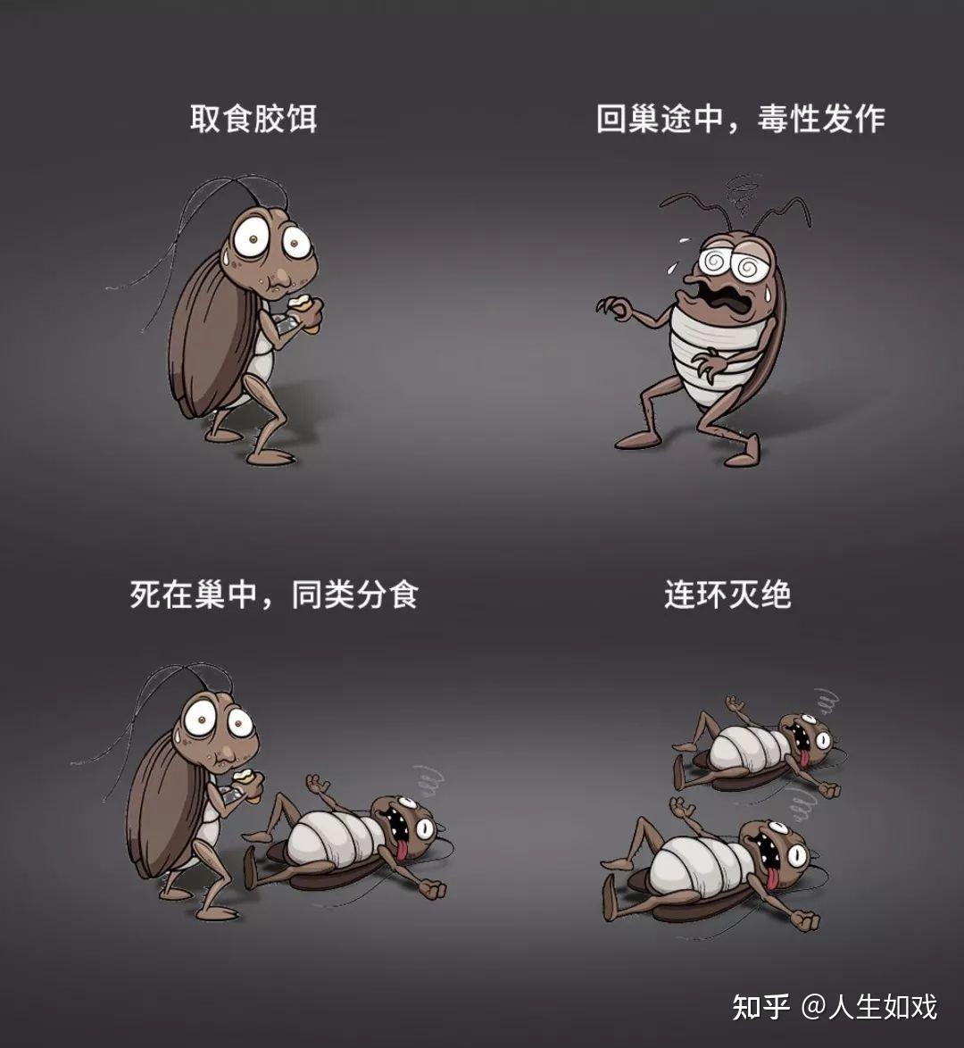 蟑螂药哪个品牌杀灭效果好_灭蟑螂最有效的药品牌_灭蟑螂好用的药牌子
