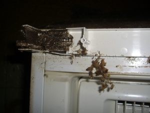 灭蟑螂好用的药牌子_灭蟑螂最有效的药品牌_蟑螂药哪个品牌杀灭效果好
