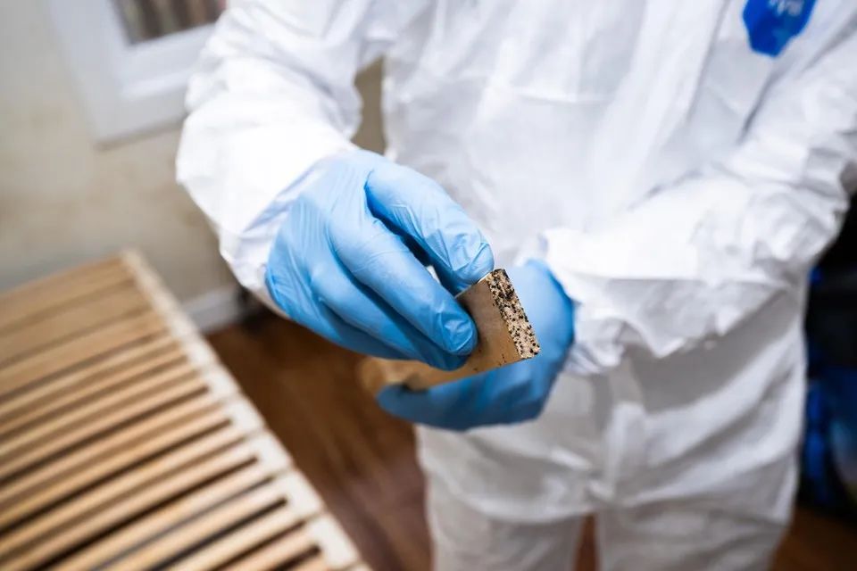 剂灭杀虫臭虫多久见效_灭臭虫杀虫剂_杀虫剂杀臭虫有效果吗