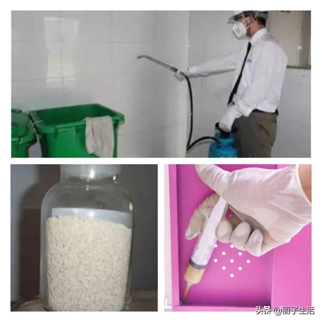 蟑螂灭蟑螂_蟑螂怎么灭法啊有特效吗_灭蟑螂最安全有效的方法