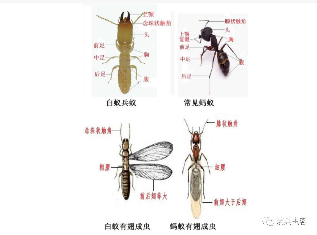 灭白蚁的药有毒吗_灭杀白蚁药_灭白蚁的特效药
