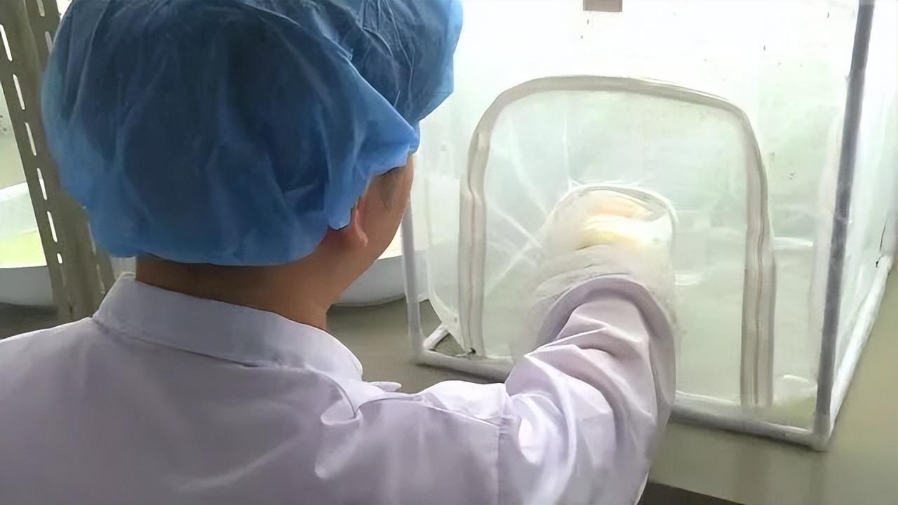 灭蚊神器怎么做_灭蚊子神器第一名_灭蚊神器使用方法