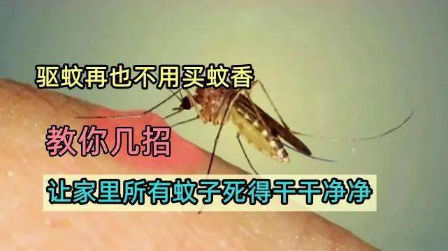 消灭蚊子_蚊子消灭了会不会影响生态_蚊子消灭最好用什么药