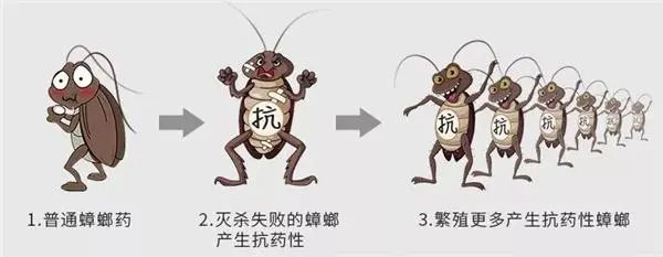 蟑螂消灭有效方法_蟑螂消灭干净彻底方法视频_蟑螂怎么消灭最干净彻底的方法