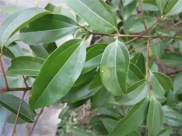 蟑螂消灭干净彻底方法视频_蟑螂怎么消灭最干净彻底的方法_蟑螂消灭有效方法