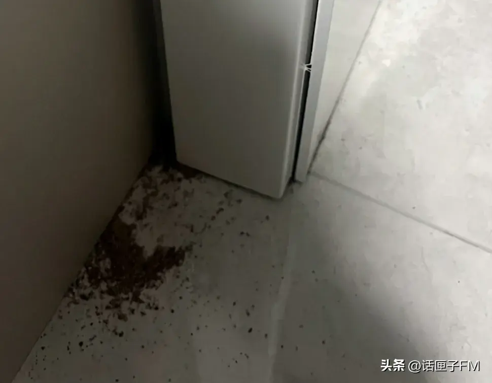 上海灭白蚁上门公司_上海灭白蚁_上海灭白蚁公司哪家好