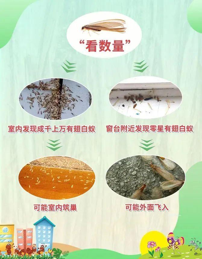 上海灭白蚁公司电话_上海灭白蚁_上海灭白蚁怎么收费价格