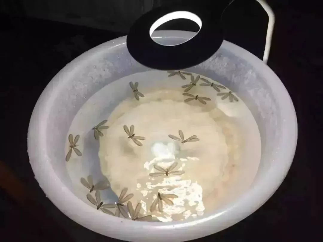 上海灭白蚁_上海灭白蚁公司电话_上海灭白蚁怎么收费价格