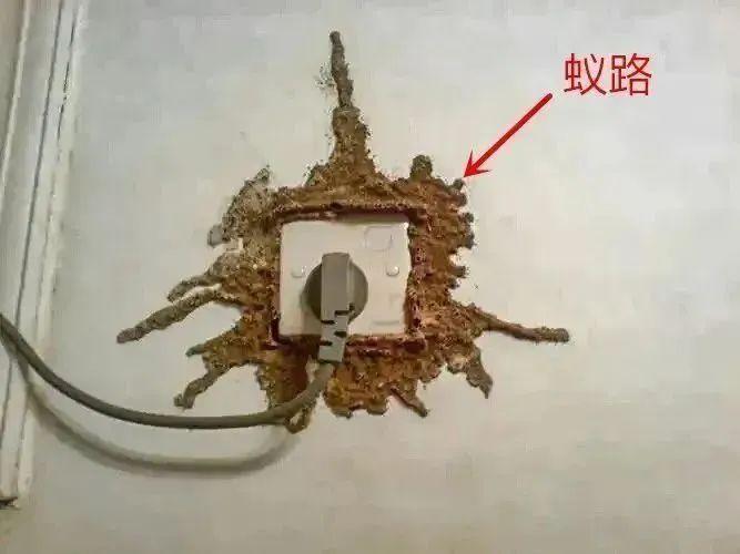上海灭白蚁公司电话_上海灭白蚁_上海灭白蚁怎么收费价格
