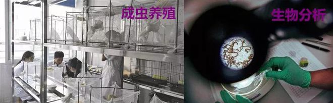 蚊子消灭最好用什么药_消灭蚊子_蚊子消灭的物理方法