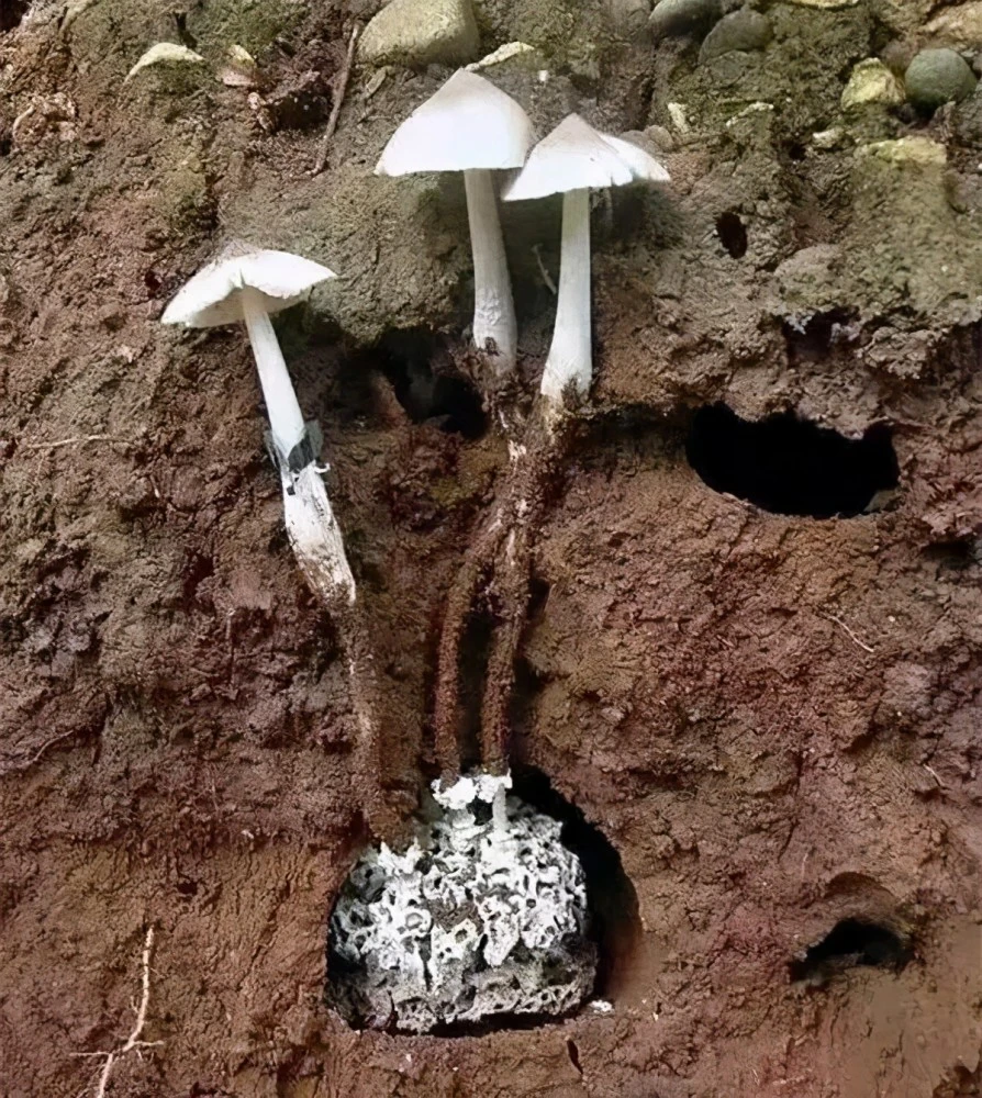 灭白蚁怎么样报价_灭白蚁大概多少钱_灭白蚁多少钱一次