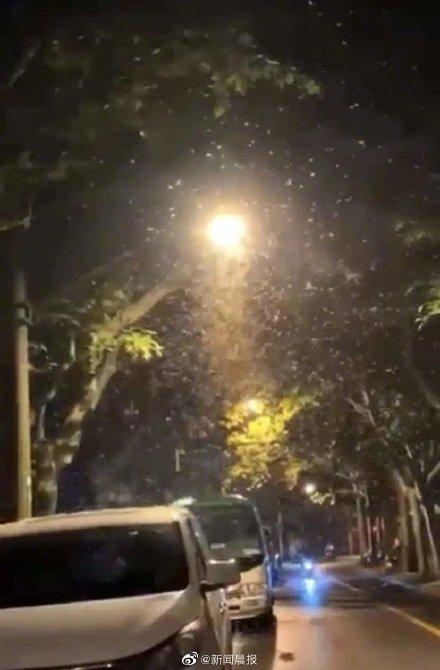 白蚁处理家里有什么好处_白蚁家里_家里有白蚁怎么处理