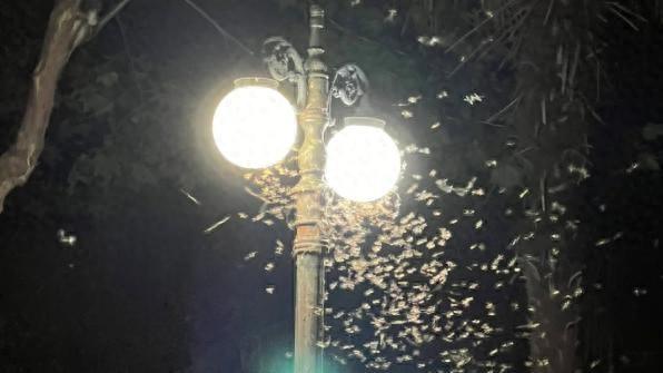 家里有白蚁怎么处理_白蚁家里_白蚁处理家里有甲醛吗
