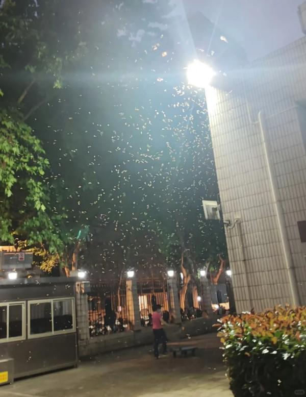 家里有白蚁怎么处理_白蚁处理家里有甲醛吗_白蚁家里
