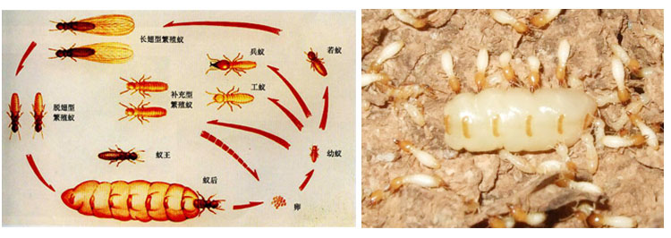 白蚁药_白蚁药批发_白蚁药对人有毒吗