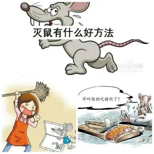 灭老鼠绝招_灭老鼠最好的方法_灭老鼠窍门