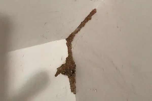 家里有白蚁怎么处理_白蚁家里_白蚁处理家里有甲醛吗
