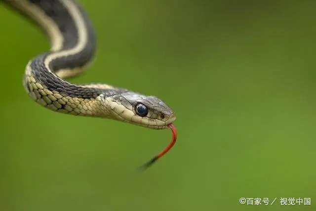 老鼠怎样才能灭老鼠_灭老鼠最好的方法_老鼠灭老鼠