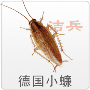 灭蟑螂最有效的方法是什么_蟑螂用什么灭最好_灭蟑螂妙法