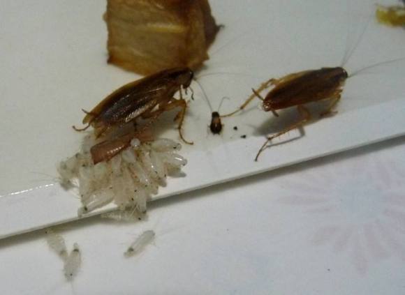 灭蟑螂妙法_灭蟑螂最有效的方法是什么_蟑螂用什么灭最好