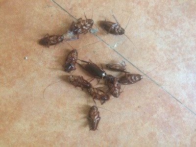 蟑螂用什么灭最好_灭蟑螂最有效的方法是什么_灭蟑螂妙法