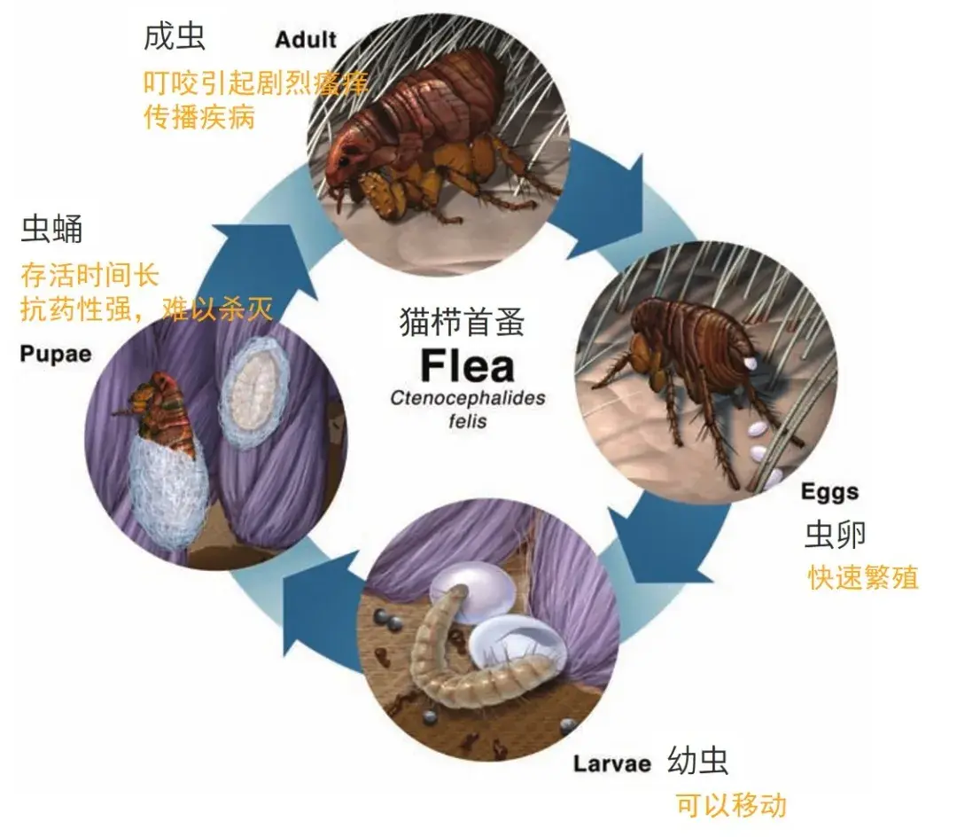 灭跳蚤最快的方法_灭跳蚤用什么方法最管用_灭跳蚤最有效的土方法
