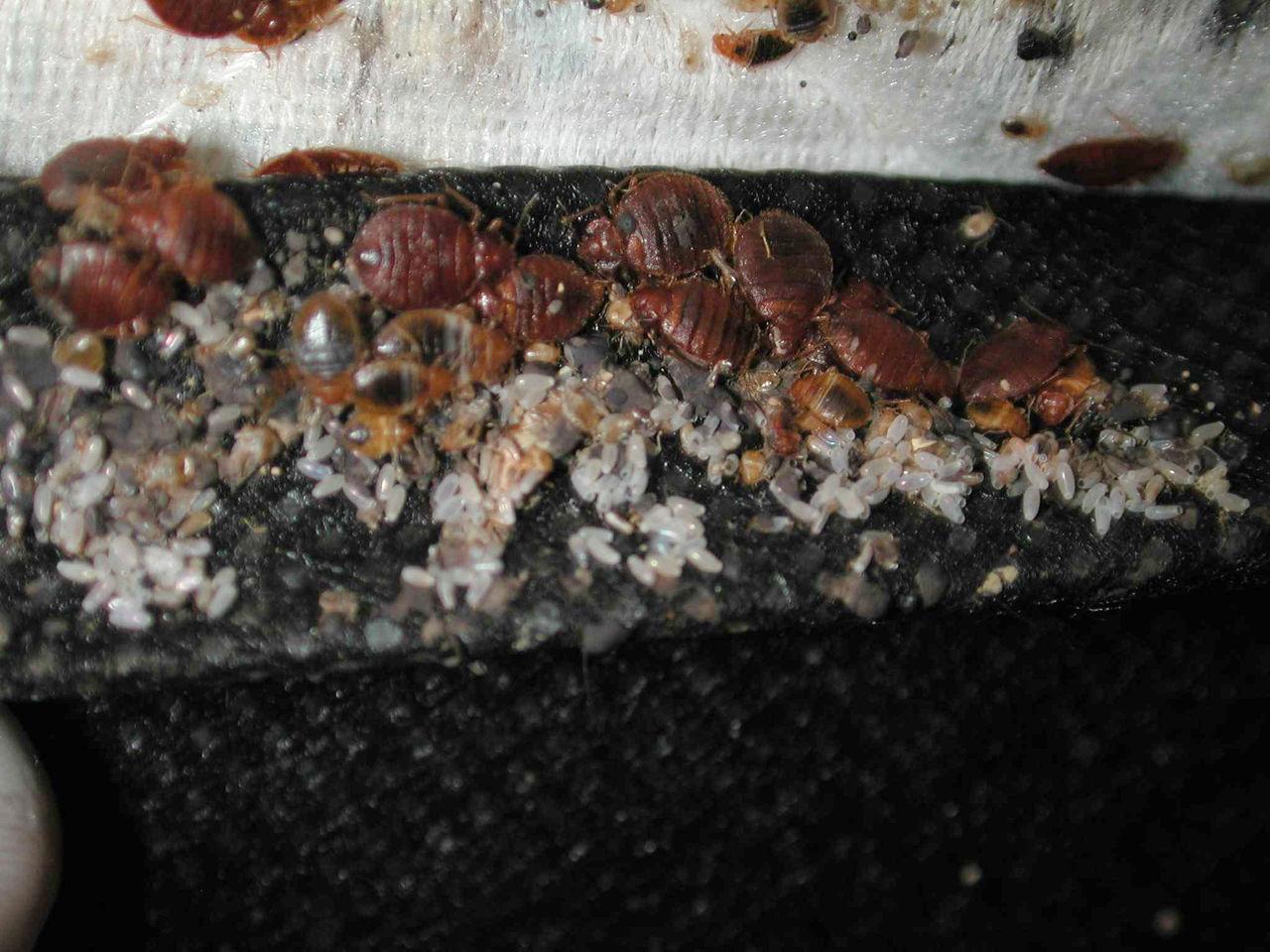 怎么灭臭虫最快最有效_灭臭虫神器_灭臭虫方法