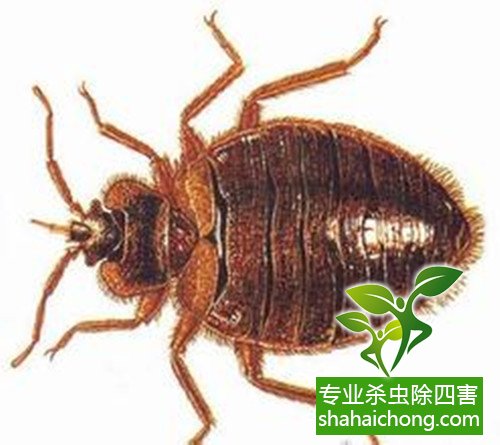 怎样灭臭虫有效又安全_灭臭虫用什么药最好_灭臭虫方法