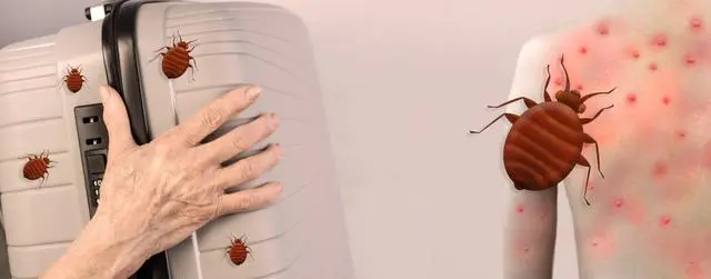灭臭虫的方法_灭臭虫用什么药最好_灭臭虫方法